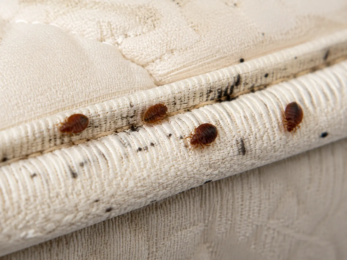 Bed bugs and spotting along a mattress seam.