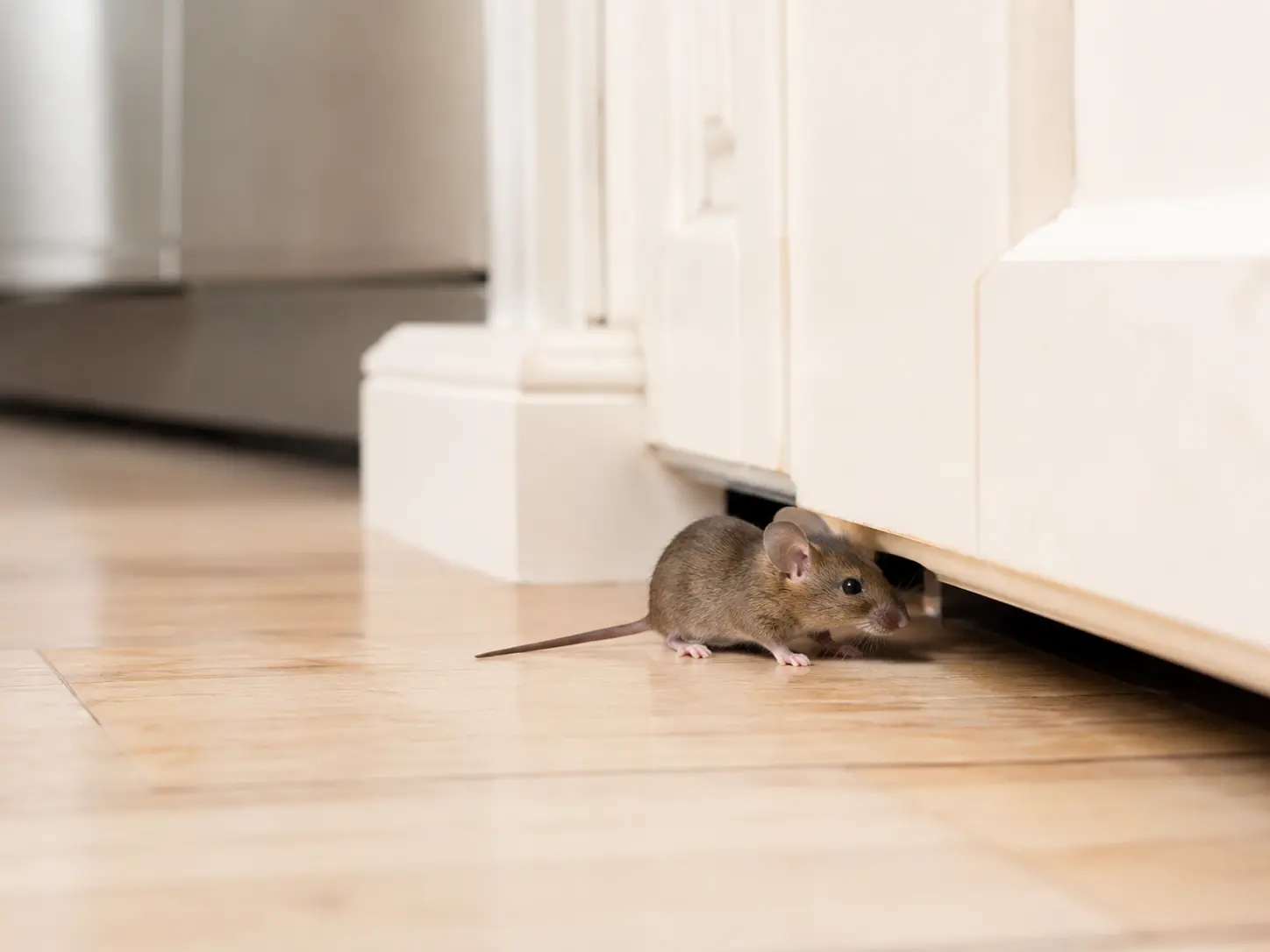 House mouse beside a gap beneath kitchen cabinetry.